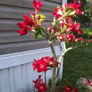 Red Desert Rose Live Plant - Adenium Obesum Succulent - 3-6