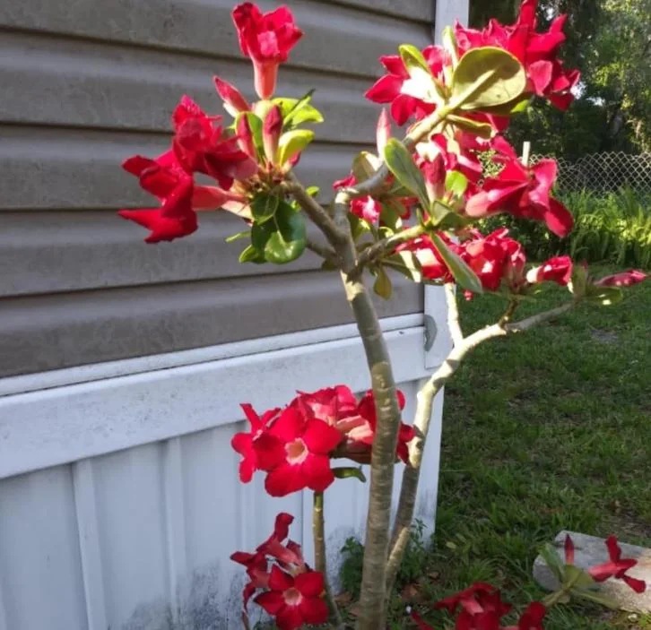 Red Desert Rose Live Plant - Adenium Obesum Succulent - 3-6" Tall Starter Plant - Red Blooms, Drought Tolerant - Image 4