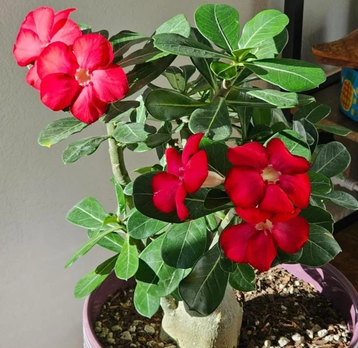 Red Desert Rose Live Plant - Adenium Obesum Succulent - 3-6" Tall Starter Plant - Red Blooms, Drought Tolerant - Image 1