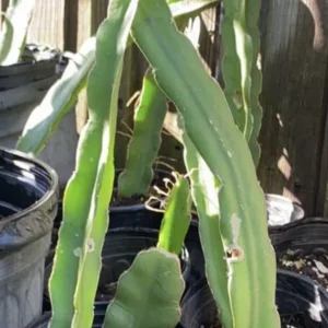 Red Dragon Fruit Live Plant - 2 Fully Rooted Trees, 1 ft & Up, Outdoor - Image 3