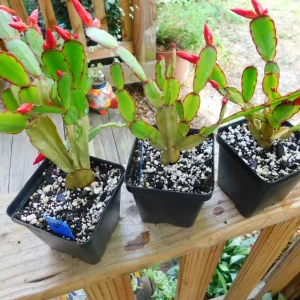 Red Easter Cactus Live Plant - Hatiora gaertneri - 4 inch Starter Pot, Red - Image 3