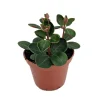 Red Ecuador Peperomia Live Plant - 2.5 inch Pot - Succulent Houseplant - Image 1