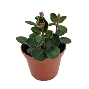 Red Ecuador Peperomia Live Plant - 2.5 inch Pot - Succulent Houseplant - Image 1