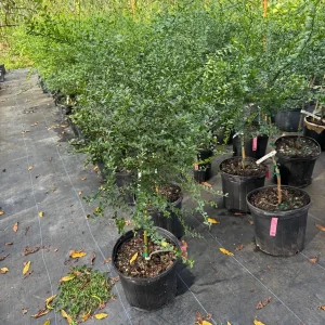 Red Finger Lime Tree - 5 Gallon Live Plant, 3-4 Feet Tall Citrus - Image 3