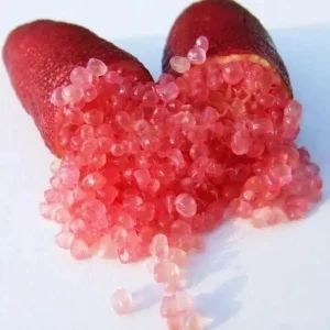 Red Finger Lime Tree - 5 Gallon Live Plant, 3-4 Feet Tall Citrus - Image 1