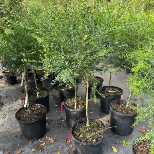 Red Finger Lime Tree - 5 Gallon Live Plant, 3-4 Feet Tall Citrus - Image 4