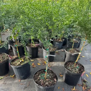 Red Finger Lime Tree - 5 Gallon Live Plant, 3-4 Feet Tall Citrus - Image 5