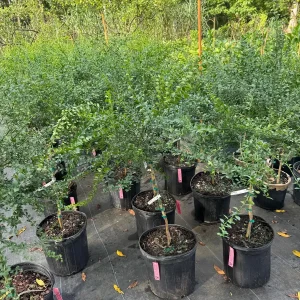 Red Finger Lime Tree - 5 Gallon Live Plant, 3-4 Feet Tall Citrus - Image 7