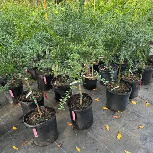 Red Finger Lime Tree - 5 Gallon Live Plant, 3-4 Feet Tall Citrus - Image 8