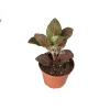 Red Fittonia Live Plant - 2 inch Pot - Indoor Nerve Plant - Image 1