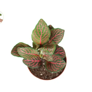 Red Fittonia Live Plant - 2 inch Pot - Indoor Nerve Plant - Image 2