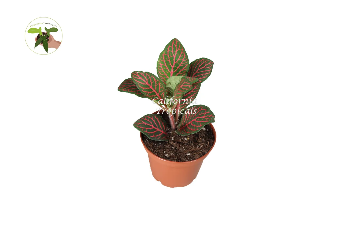 Red Fittonia Live Plant - 2 inch Pot - Indoor Nerve Plant - Image 1