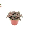 Red Fittonia Live Plant – 4 inch Pot – Nerve Plant – Indoor Foliage - Image 1