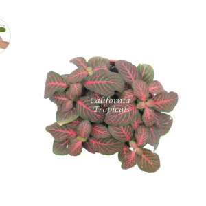 Red Fittonia Live Plant – 4 inch Pot – Nerve Plant – Indoor Foliage - Image 2