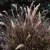 Red Fountain Grass Live Plant - Perennial Ornamental Grass for Fall Color - Image 1