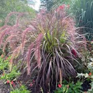 Red Fountain Grass Live Plant - Perennial Ornamental Grass for Fall Color - Image 4