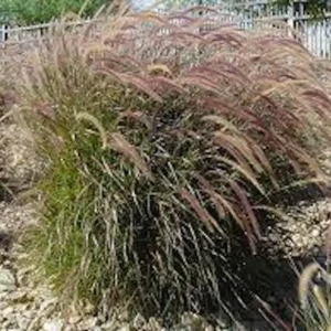 Red Fountain Grass Live Plant - Perennial Ornamental Grass for Fall Color - Image 5