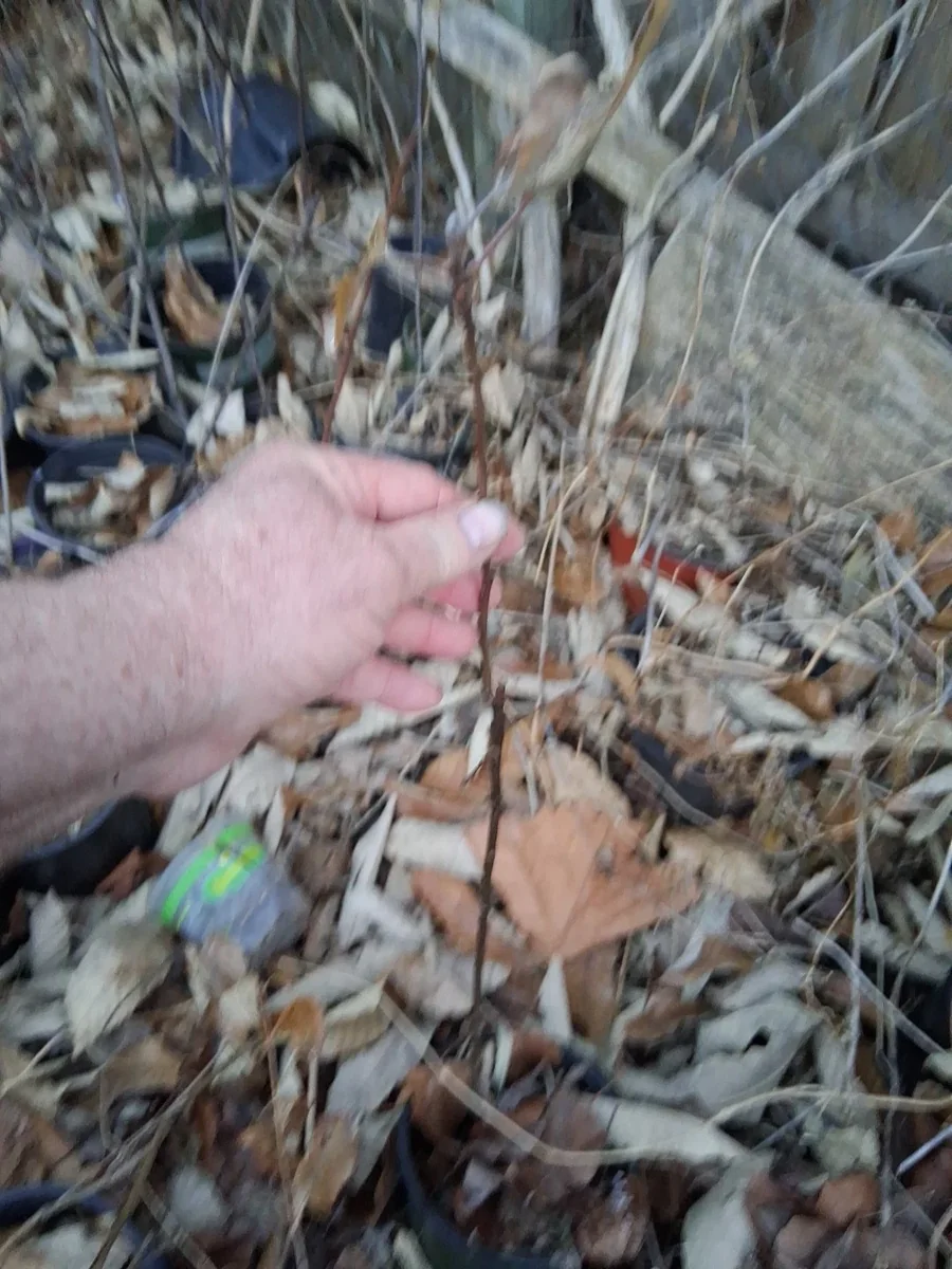 Red Fuji Apple Tree – Live Plant – 2.5 ft Tall – Outdoor - Image 2