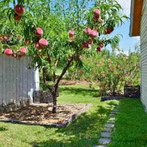 Red Haven Peach Tree - Grafted Bare Root Fruit Tree for Home Orchard - Image 1