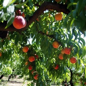 Red Haven Peach Tree - Grafted Bare Root Fruit Tree for Home Orchard - Image 4
