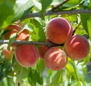 Red Haven Peach Tree - Grafted Bare Root Fruit Tree for Home Orchard - Image 6