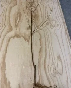 Red Haven Peach Tree - Grafted Bare Root Fruit Tree for Home Orchard - Image 8