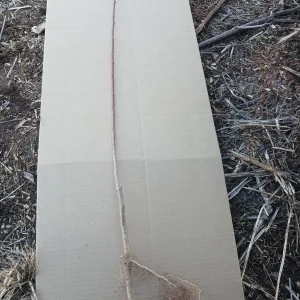 Red Haven Peach Tree Live Plant – Bare Root – 2-3 ft Tall – Outdoor - Image 2