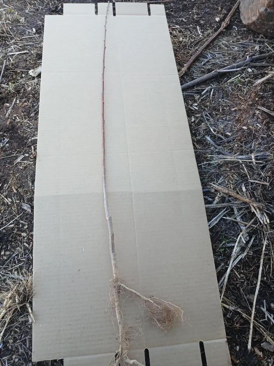 Red Haven Peach Tree Live Plant – Bare Root – 2-3 ft Tall – Outdoor - Image 2