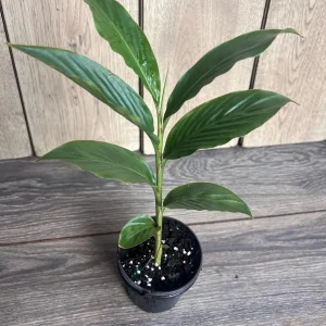 Red Hawaiian Ginger Live Plant – Alpinia purpurata – 4 inch Pot – Tropical Outdoor - Image 2