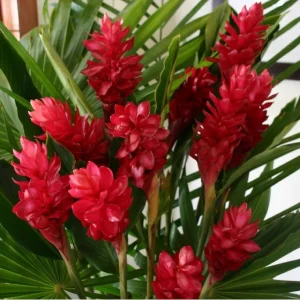 Red Hawaiian Ginger Live Plant – Alpinia purpurata – 4 inch Pot – Tropical Outdoor - Image 1