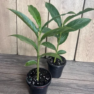 Red Hawaiian Ginger Live Plant – Alpinia purpurata – 4 inch Pot – Tropical Outdoor - Image 4