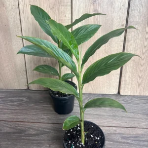 Red Hawaiian Ginger Live Plant – Alpinia purpurata – 4 inch Pot – Tropical Outdoor - Image 8