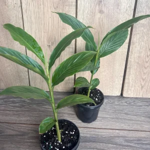 Red Hawaiian Ginger Live Plant – Alpinia purpurata – 4 inch Pot – Tropical Outdoor - Image 9