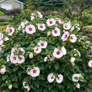 Red Heart Rose of Sharon Bare-root Plant - Hibiscus Syriacus - White & Red Flowers - Image 4