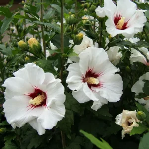 Red Heart Rose of Sharon Hibiscus Syriacus Live Plant, 2.5'' Pot, 10-18'' Tall, Outdoor Shrub - Image 3
