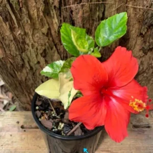 Red Hibiscus Live Plant – 1/2 Gallon Pot – Tropical Flowering Shrub - Image 2