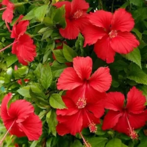 Red Hibiscus Live Plant – 1/2 Gallon Pot – Tropical Flowering Shrub - Image 3
