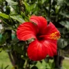 Red Hibiscus Live Plant – 1/2 Gallon Pot – Tropical Flowering Shrub - Image 1