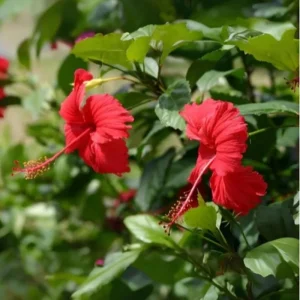 Red Hibiscus Live Plant – 1/2 Gallon Pot – Tropical Flowering Shrub - Image 4