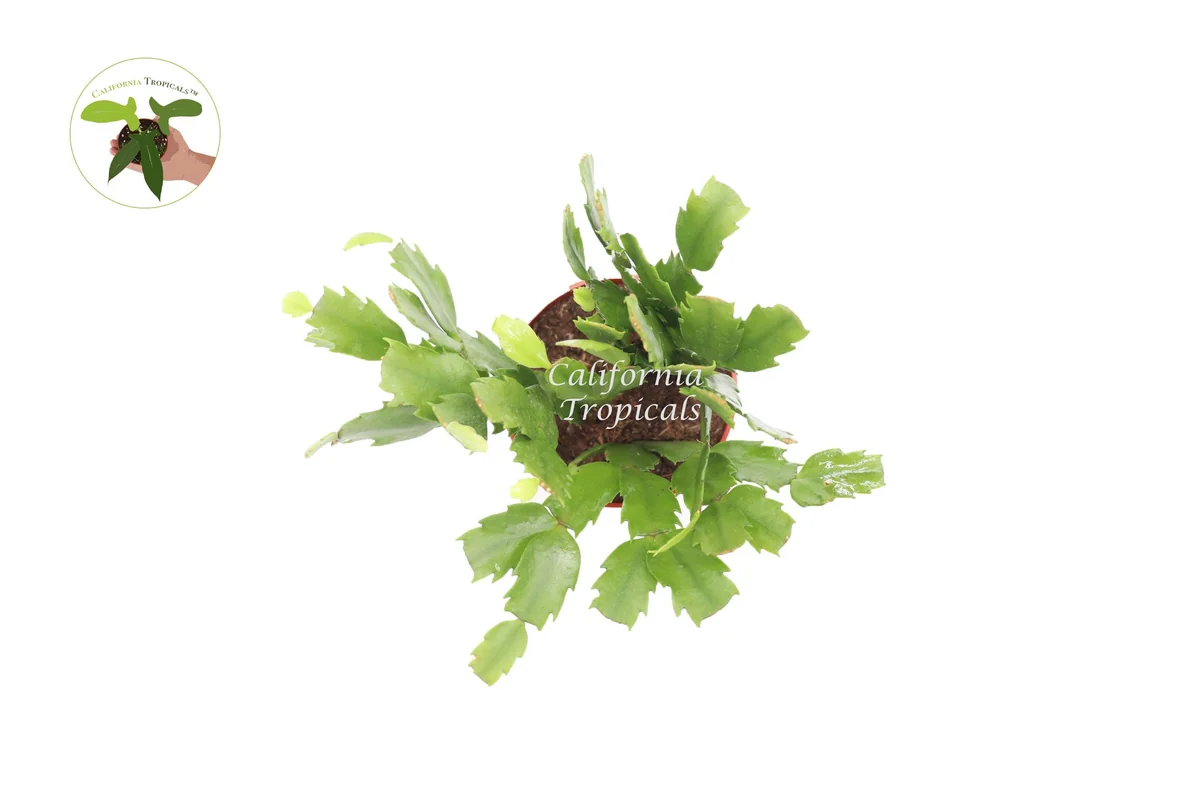 Red Holiday Cactus Live Plant - Purple Flame Hybrid, 4 inch Pot, Indoor Flowering Succulent - Image 2