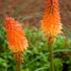Red Hot Poker Bareroot Plant - Kniphofia Torch Lily Live Perennial - Image 1