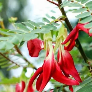 Red Hummingbird Live Plant – Flowering Shrub – 0.5 Gallon Pot - Image 2