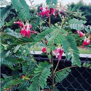 Red Hummingbird Live Plant – Flowering Shrub – 0.5 Gallon Pot - Image 3