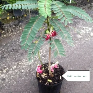 Red Hummingbird Live Plant – Flowering Shrub – 0.5 Gallon Pot - Image 4