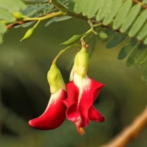 Red Hummingbird Live Plant – Flowering Shrub – 0.5 Gallon Pot - Image 1