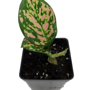 Red Lady Valentine Chinese Evergreen Plant - Aglaonema Live Plant - 2.5 inch Pot - Indoor - Image 2