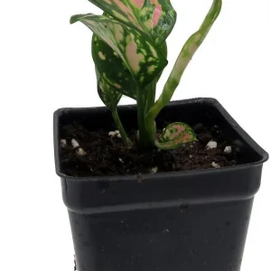 Red Lady Valentine Chinese Evergreen Plant - Aglaonema Live Plant - 2.5 inch Pot - Indoor - Image 3