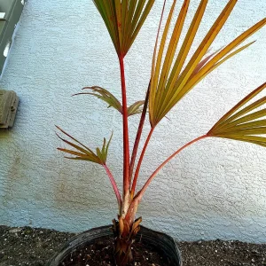 Red Latan Palm Tree (Latania lontaroides) Live Plant - 3 Gallon Pot - Image 7