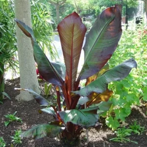 Red Leaf Banana Live Plant - Ensete ventricosum 'Maurelii' - 1 ft Tall in 6" Pot - Image 1