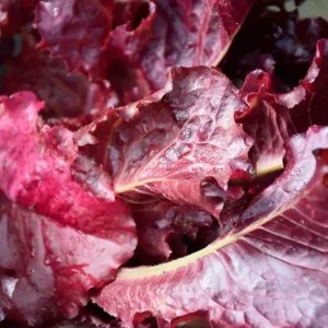 Red Leaf Lettuce Seeds - High Yielding Heirloom Non-GMO Annual Vegetable - Image 2